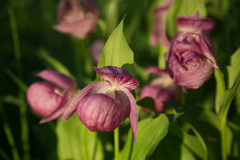 Cypripedium macranthos
