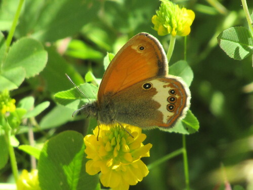 Pearly Heath photo 3