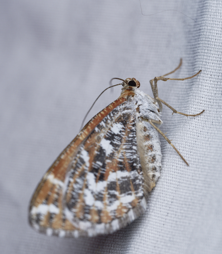 iNaturalist observation photo of Stamnodes marmorata