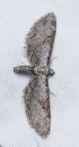 iNaturalist observation photo of Eupithecia nevadata
