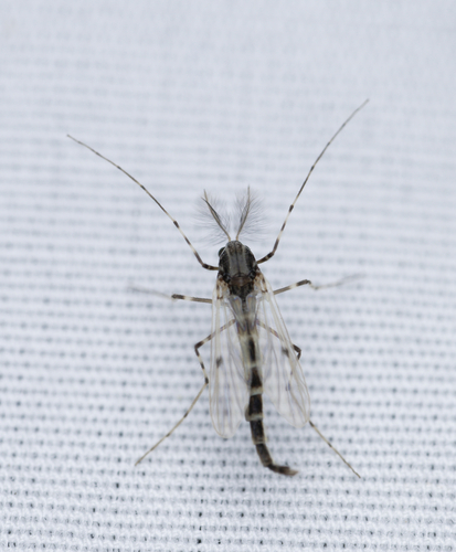iNaturalist observation photo of Stictochironomus