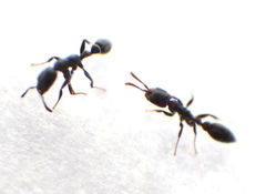 Pseudomyrmex caeciliae