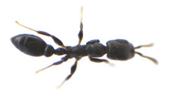 Pseudomyrmex caeciliae