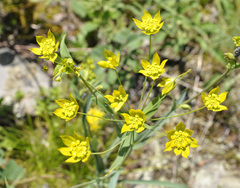 Bupleurum triradiatum