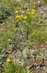 Bupleurum triradiatum