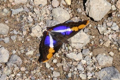 Doxocopa laure laure