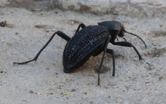 Somaticus aeneus