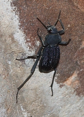 Somaticus aeneus