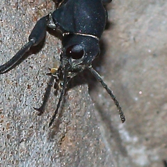 Somaticus aeneus