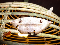 Hypopyra ossigeroides