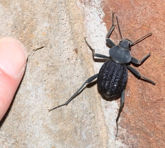 Somaticus aeneus