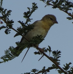 Ploceus velatus