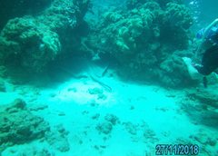 Pateobatis jenkinsii