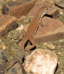 Pedioplanis lineoocellata