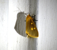 Rhanidophora agrippa