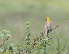 Emberiza bruniceps