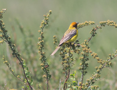 Emberiza bruniceps