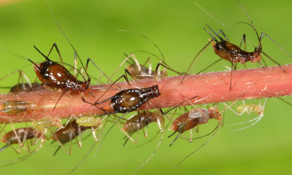 American Hazelnut Aphid