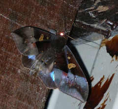 Ischyja paraplesius