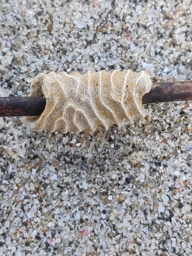 Densipora corrugata