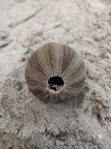 Amblypneustes ovum