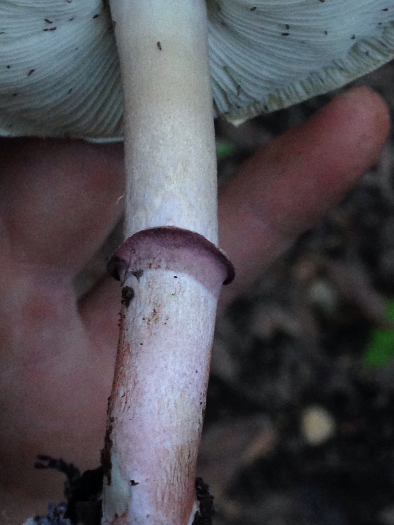 Lepiota decorata image