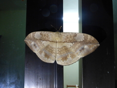 Sphingognatha asclepiades