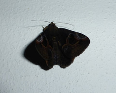 Ommatophora luminosa