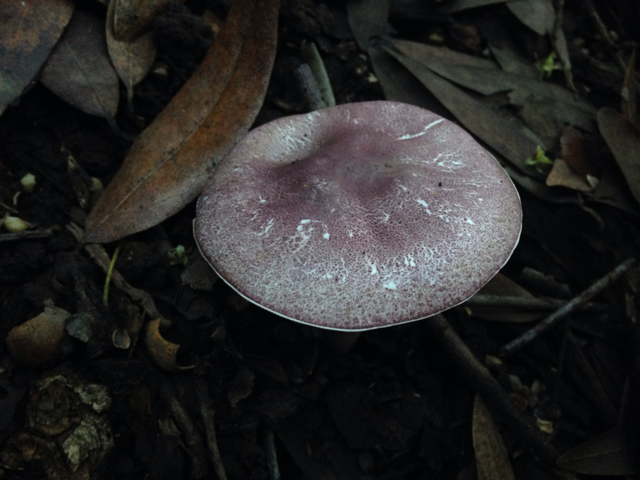 Lepiota decorata image