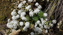 Anisotome haastii