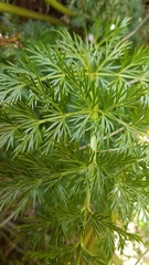 Anisotome haastii