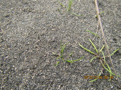 Anoteropsis litoralis