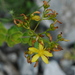 Hypericum vesiculosum - Photo (c) Platon Kleanthidis, some rights reserved (CC BY-NC), uploaded by Platon Kleanthidis