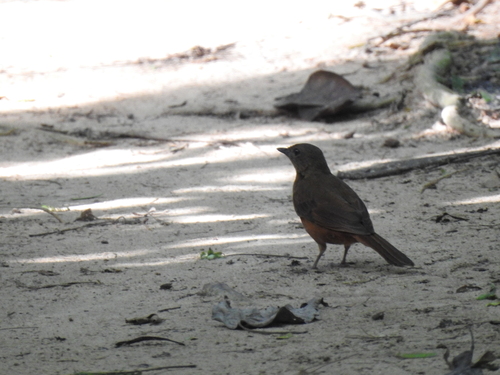 iNaturalist image