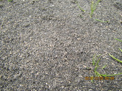 Anoteropsis litoralis