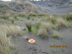 Anoteropsis litoralis