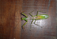 Camelomantis