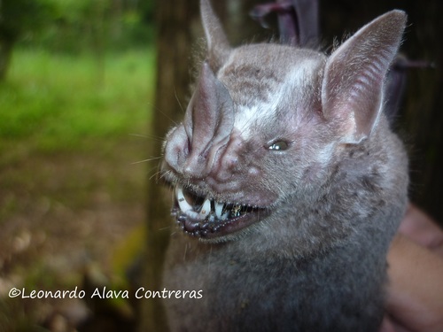 Great Fruit-eating Bat
