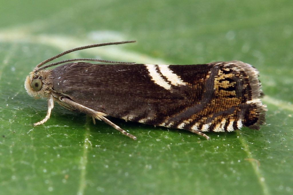 Grapholita discretana