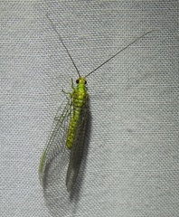 Italochrysa insignis