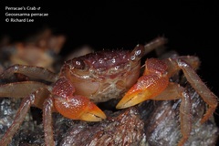 Geosesarma peraccae