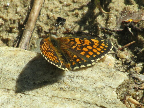 Heath Fritillary photo 5