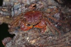 Geosesarma peraccae