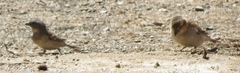 Passer motitensis
