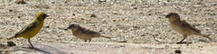 Passer motitensis