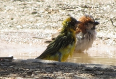 Passer motitensis