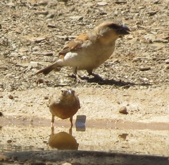 Passer motitensis