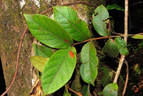 Combretum edwardsii image