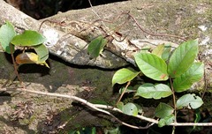 Combretum edwardsii image