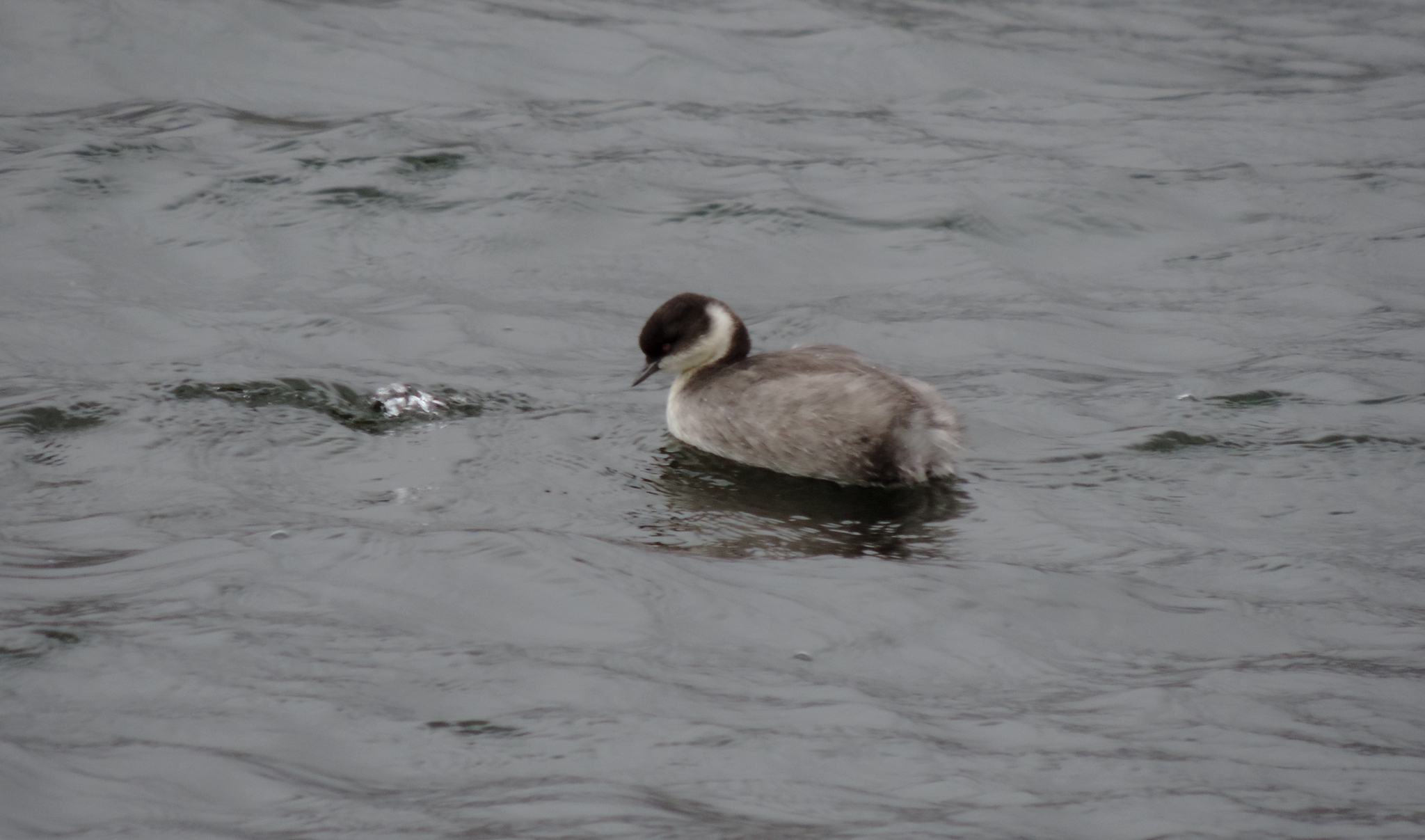 Podiceps occipitalis image